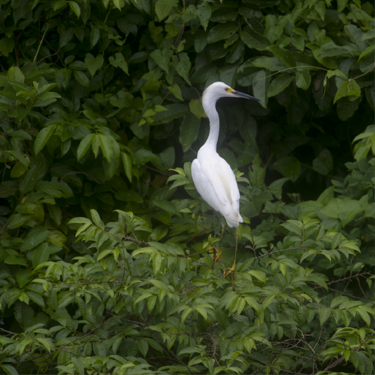 Amazon peru