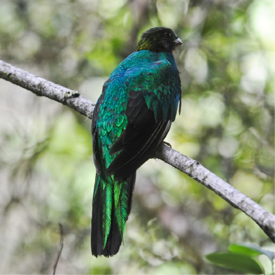 Iquitos Peru