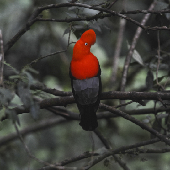 Manu Peru